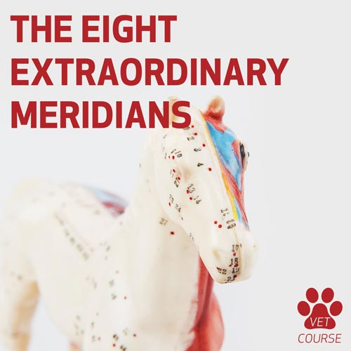 The 8 Extraordinary Meridians