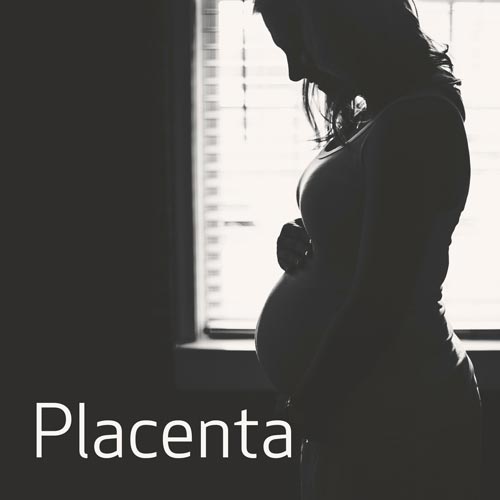 Placenta