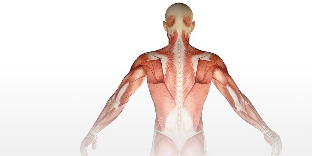 Acupuncture Treatment of the Postural Muscles for Neck, Shoulder, and ...