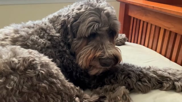 Grounding & Nurturing: the Earth Dog