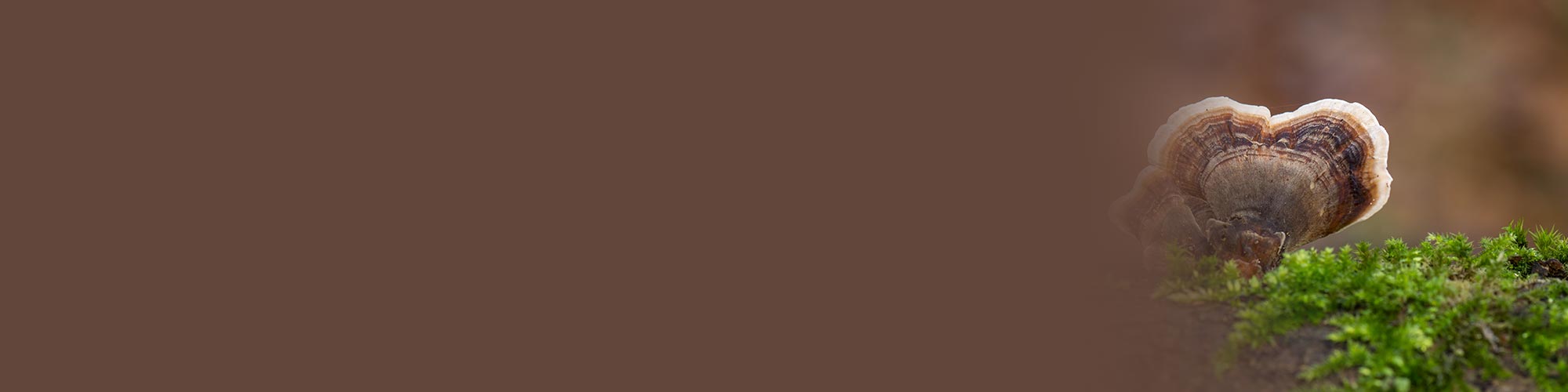 Medicinal Mushrooms and the Immune System